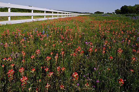 Indian Paintbrush Along a Fence, Hill Country, TX